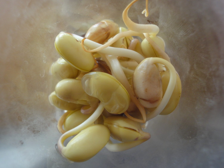 大豆もやしの栽培