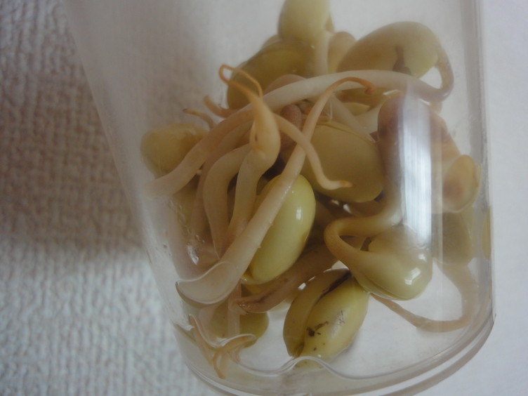 大豆もやしの栽培