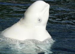 ベルーガって、口元が笑ってるように見えますよね