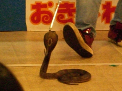CIMG3596.JPG