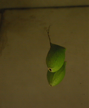 cocoon.jpg