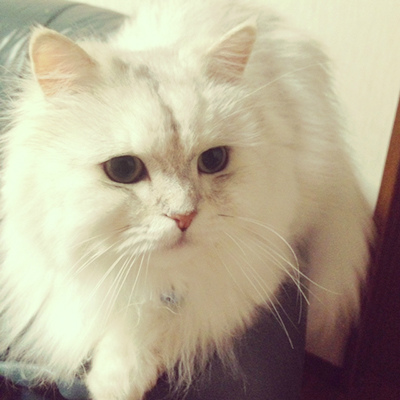 猫 チンチラシルバー ペルシャ