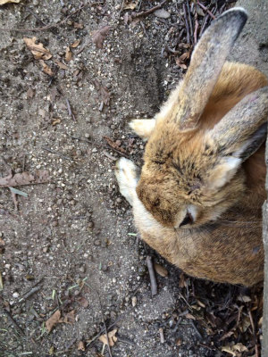 うさぎ かわいい 広島 観光