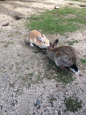 うさぎ キス かわいい