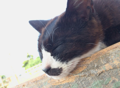 沖縄 猫島 久高島 離島