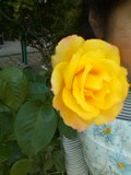 rose0001.jpg