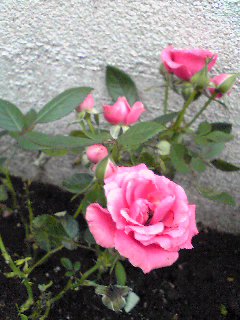 Image2621.jpg