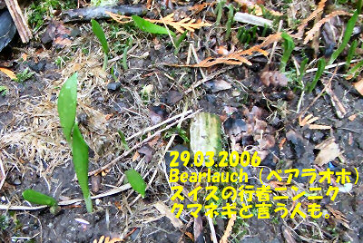 行者ニンニク