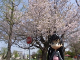 2012.5 札幌市中央区の桜