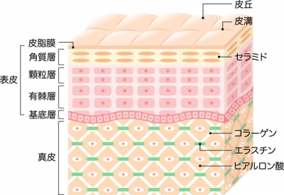 皮膚構造