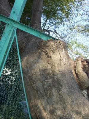 DSCF3945.JPG