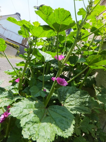 DSCF5902.JPG