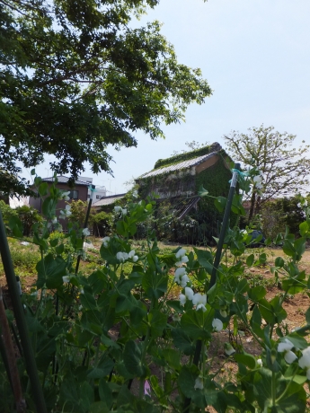 DSCF5907.JPG