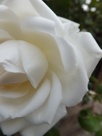 DSCF6008.JPG