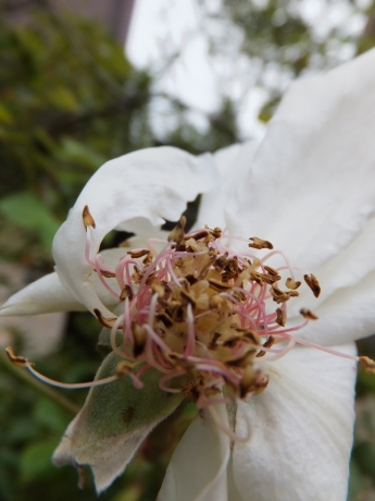 DSCF6009.JPG