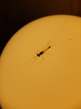 DSCF6035.JPG