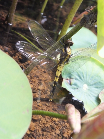 DSCF6055.JPG