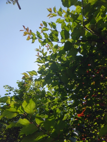 DSCF6090.JPG