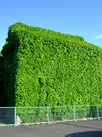 DSCF8060.JPG