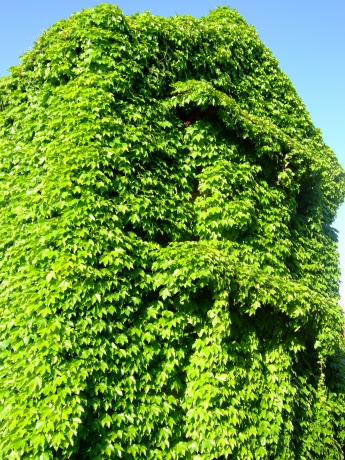 DSCF8063.JPG
