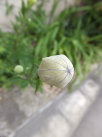 DSCF6244.JPG
