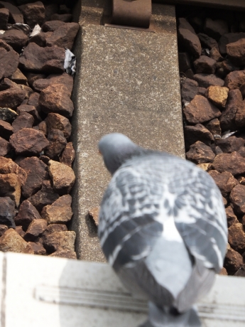 DSCF6216.JPG