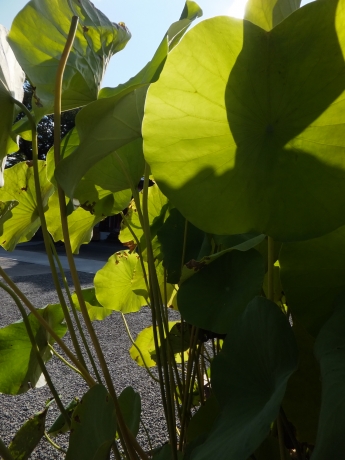 DSCF6450.JPG