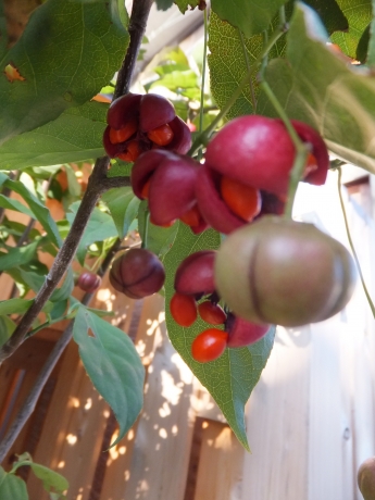 DSCF6491.JPG