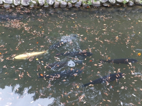 DSCF6609.JPG
