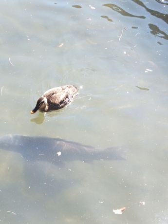 DSCF6592.JPG