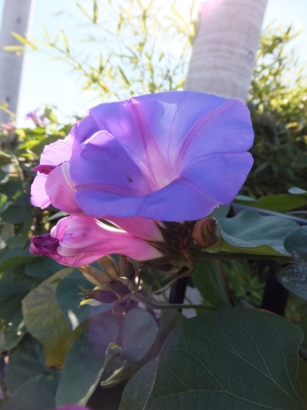 DSCF6670.JPG