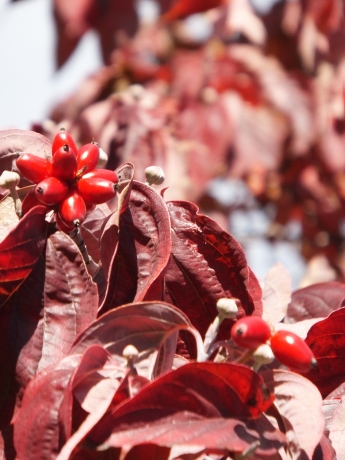 DSCF6671.JPG