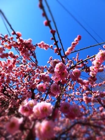 DSCF6037.JPG