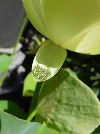 DSCF6568.JPG