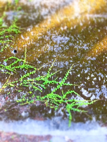DSCF7029.JPG