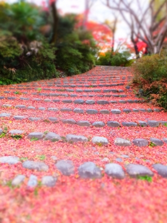 DSCF7596.JPG