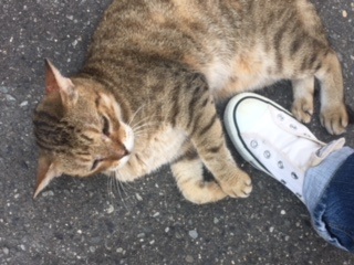 ぬこ