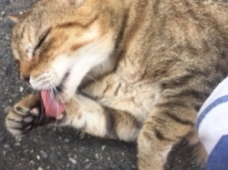 ぬこ