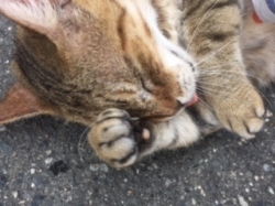 ぬこ