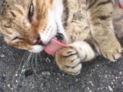 ぬこ
