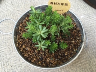 セダム
