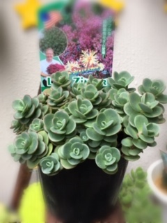 多肉