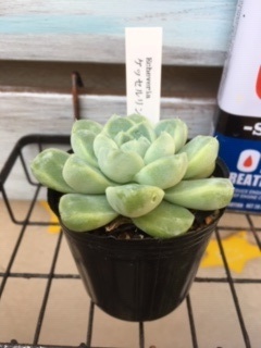 多肉