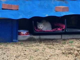 ネコハウス