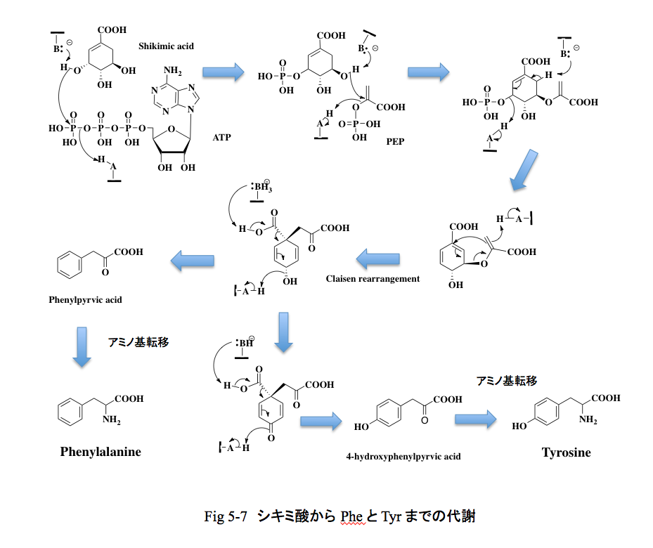 フェニルピルビン酸 Phenylpyruvic acid JapaneseClass.jp