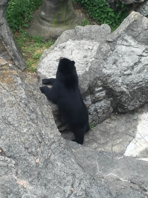 メガネグマ