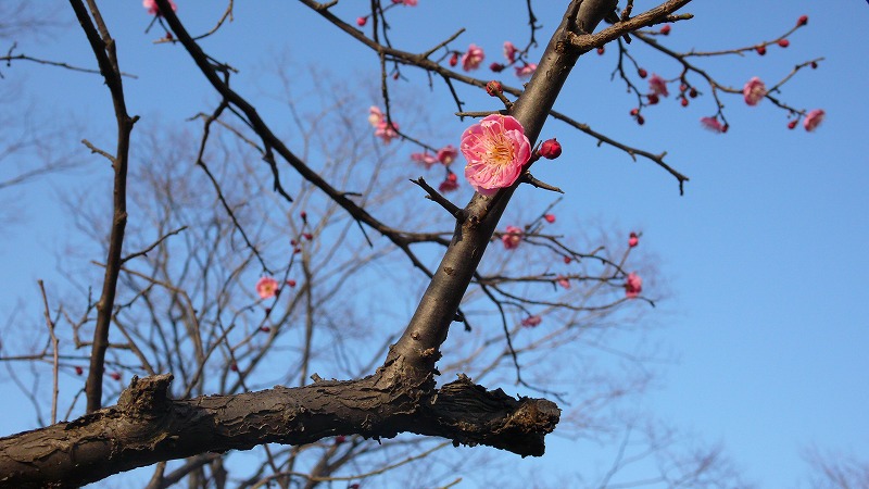 紅梅1