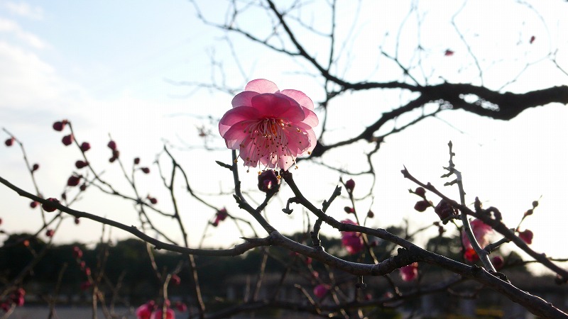 紅梅2