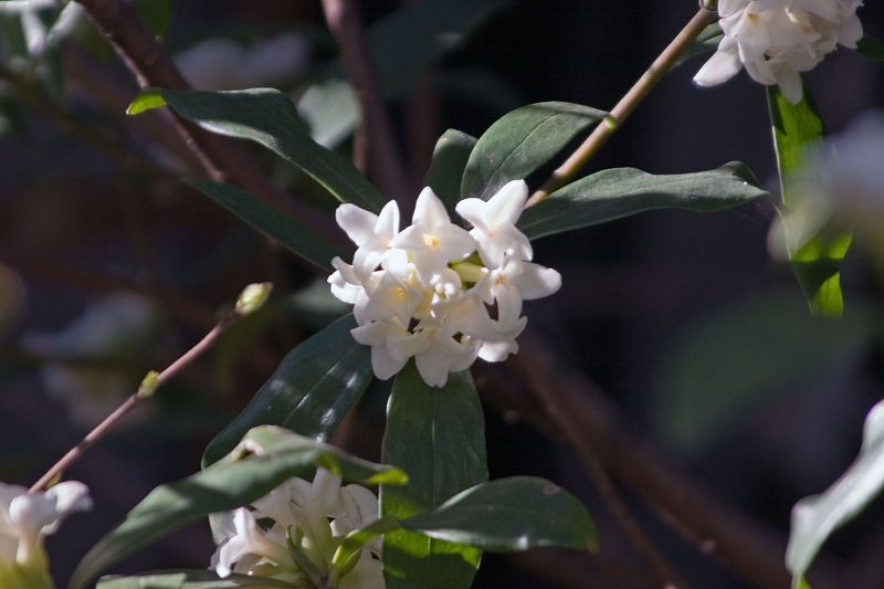 沈丁花