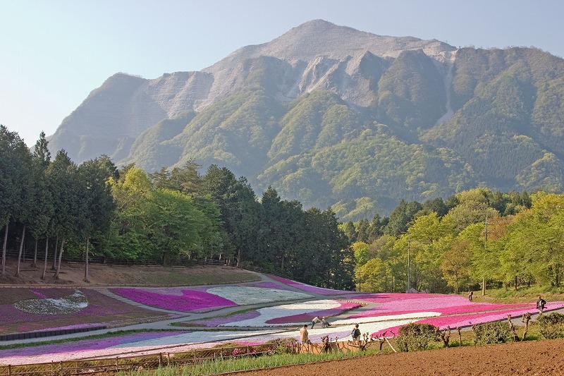 羊山の芝桜